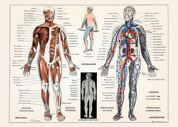 Human Nervous n Muscular S