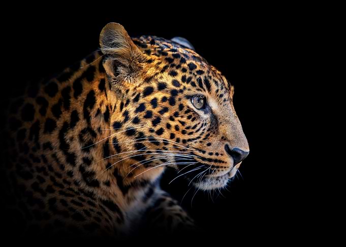 Leopard portrait