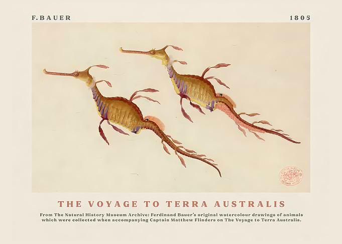 Seahorses from The Voyage