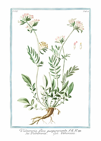 Kidney Vetch Flowers