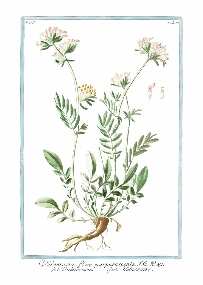 Kidney Vetch Flowers