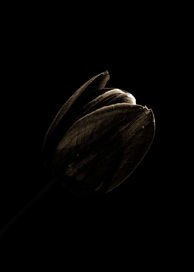 Tulip
