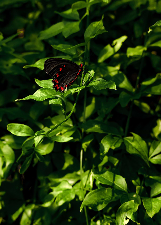 Cattleheart Butterfly