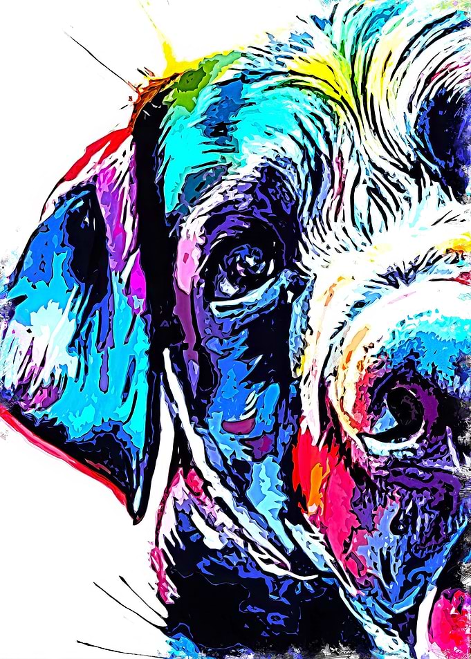 Labrador retriever