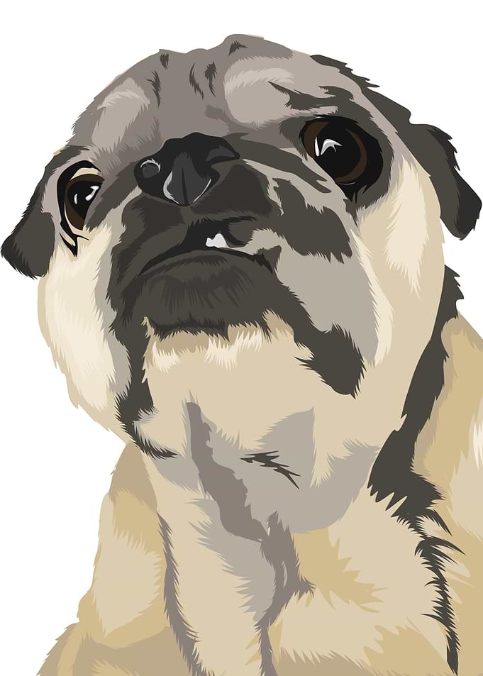 Old Puggy Bear