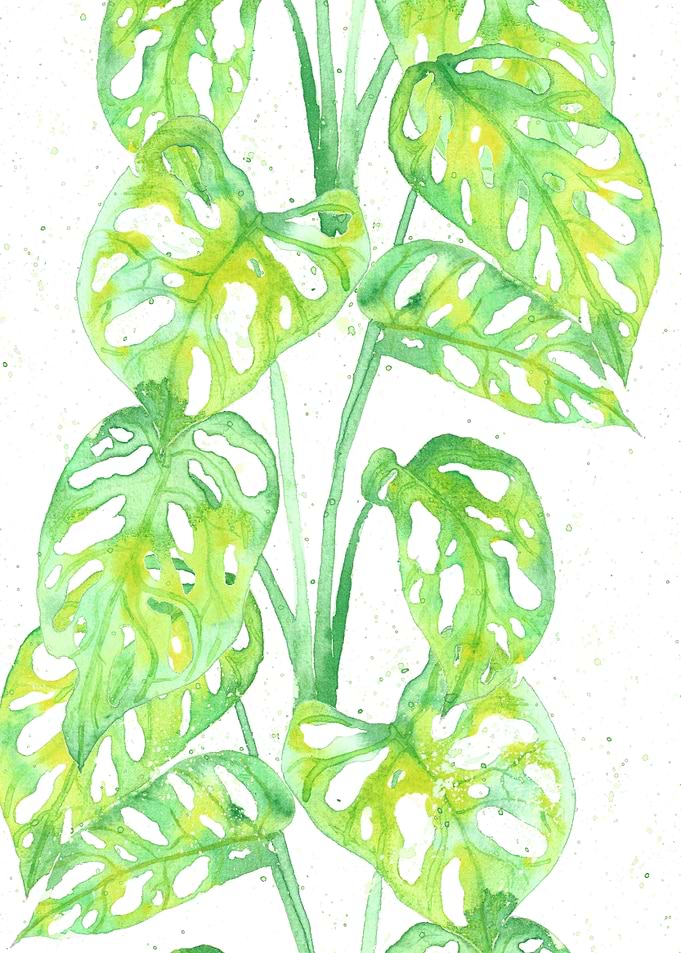 Monstera Deliciosa Plants