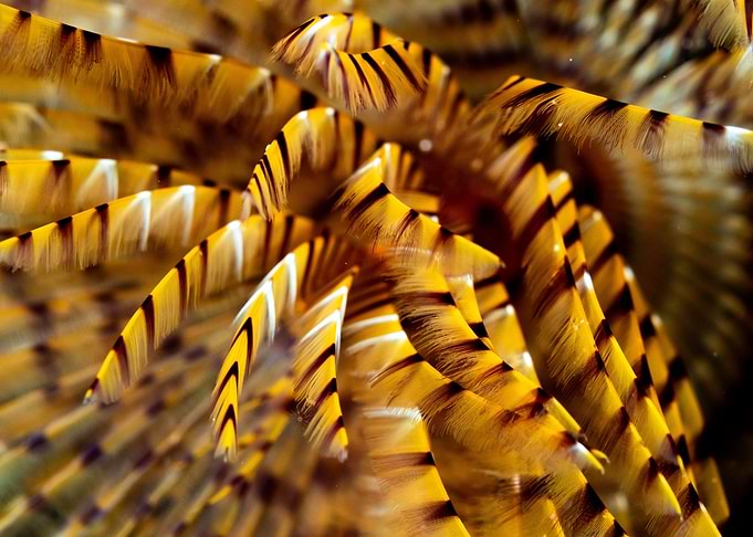 Waves of Tube Worm