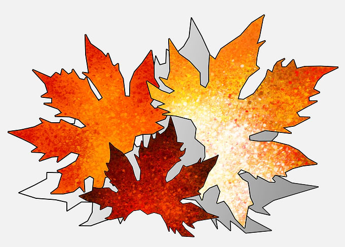 Autumn leaf colors 1