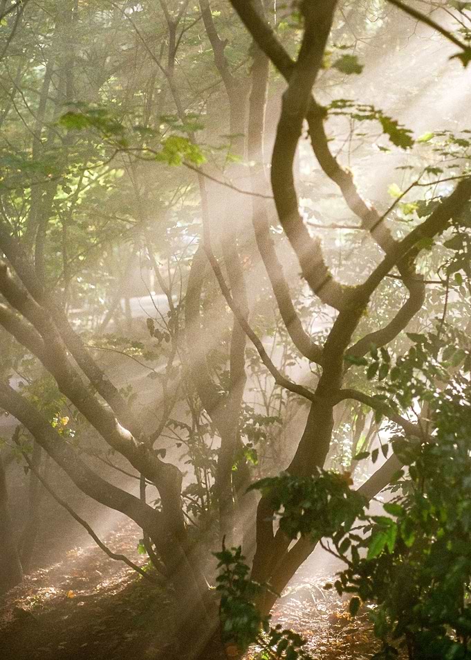 Tree in the Fog PNW Nature