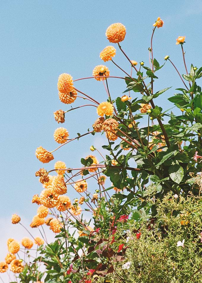 Flowers in Seattle Photo