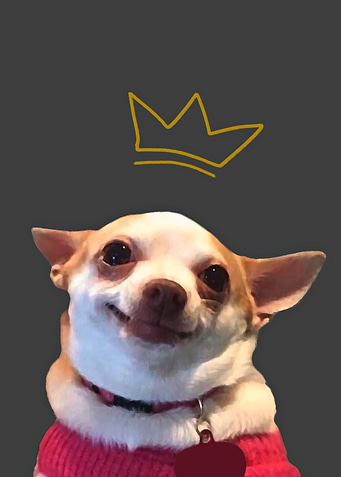Smiling Dog