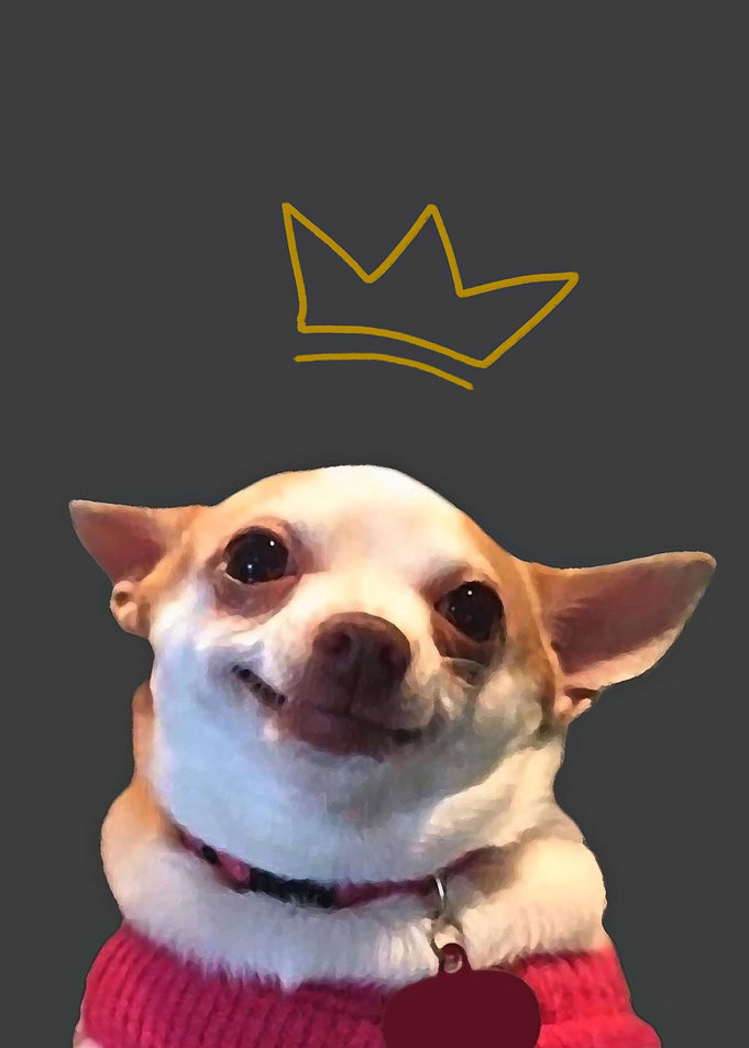 Smiling Dog