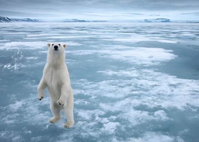 Polar Bear