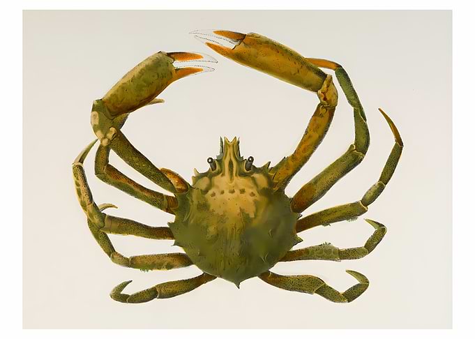 Spider Crab