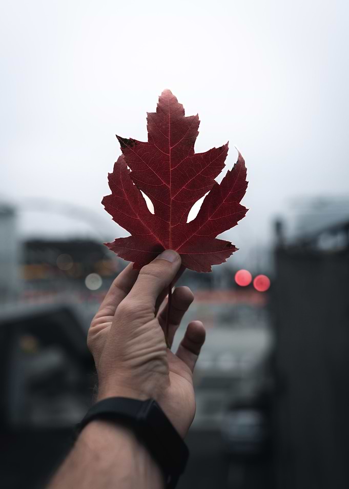 Red Autumn Leaf