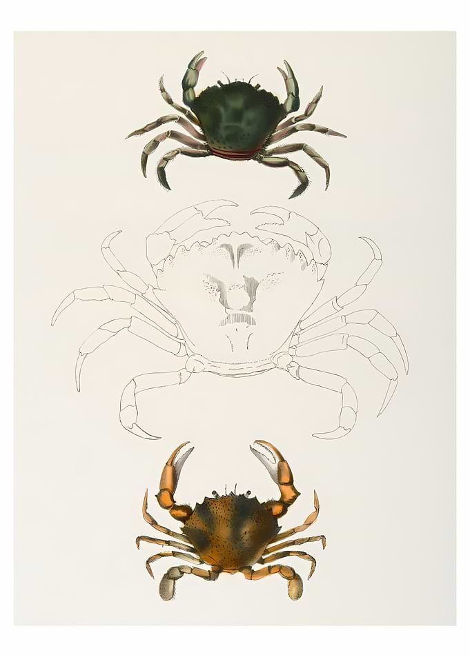 Littoral crab n Lady Crab