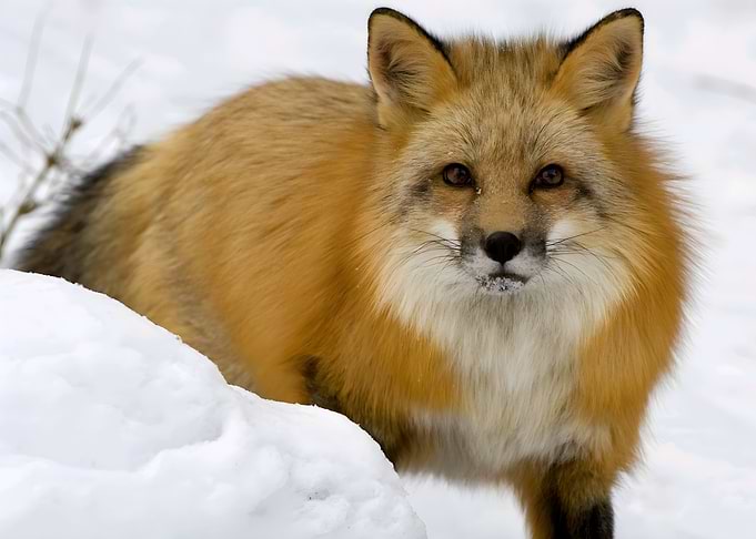 Fox