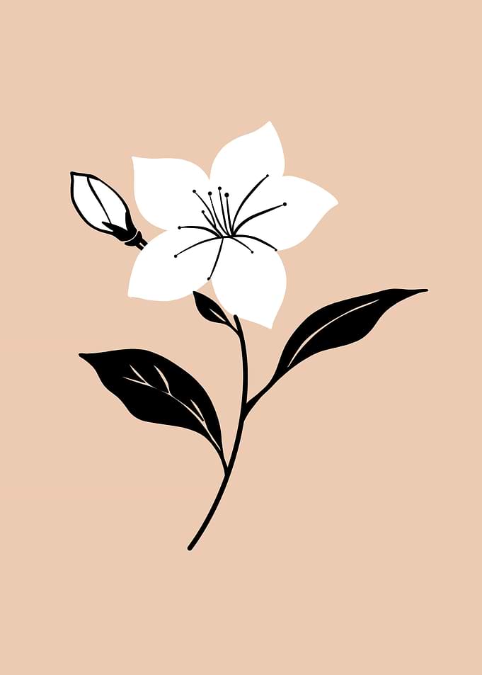Jasmine Flowers
