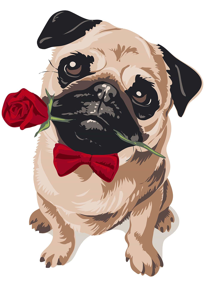 Cute Dog