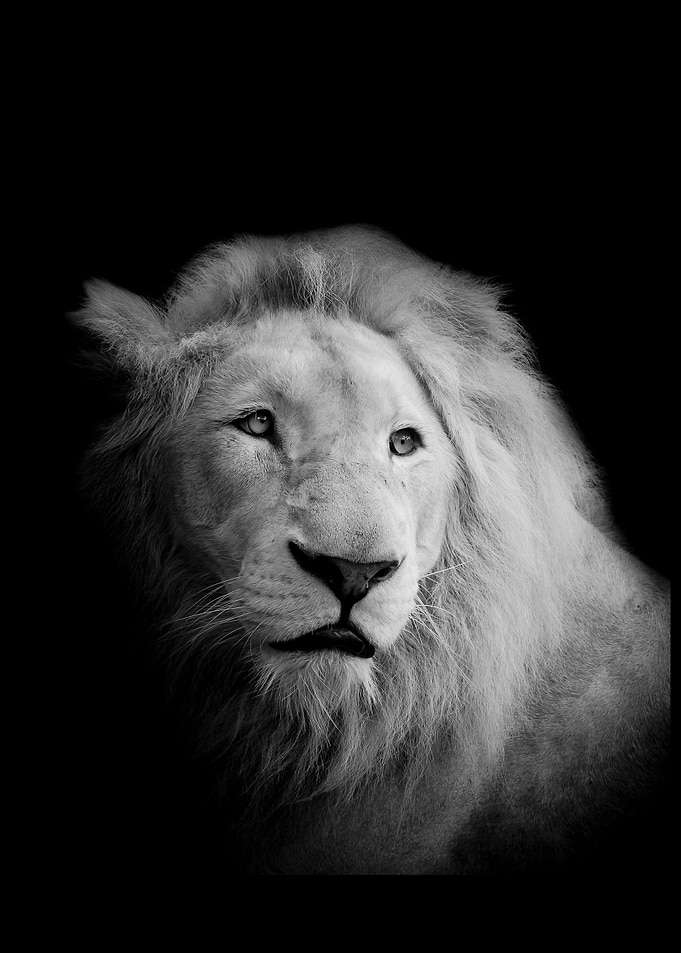 Lion with Crown for lion