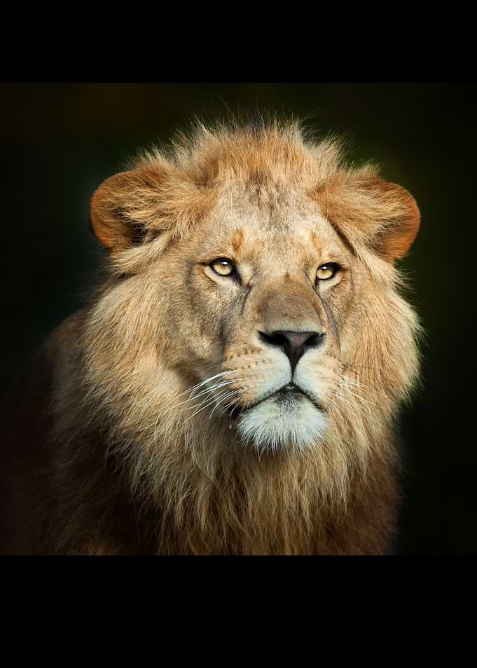 Lion and the lamb