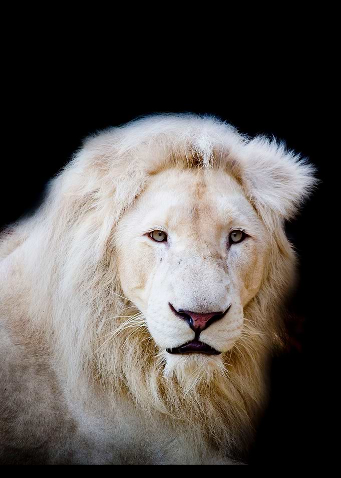 Lion Wars
