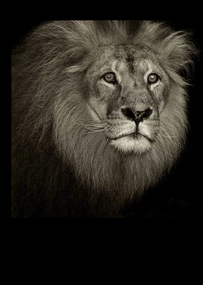 Vintage Majestic Lion
