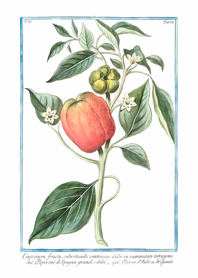 Capsicum Pepper