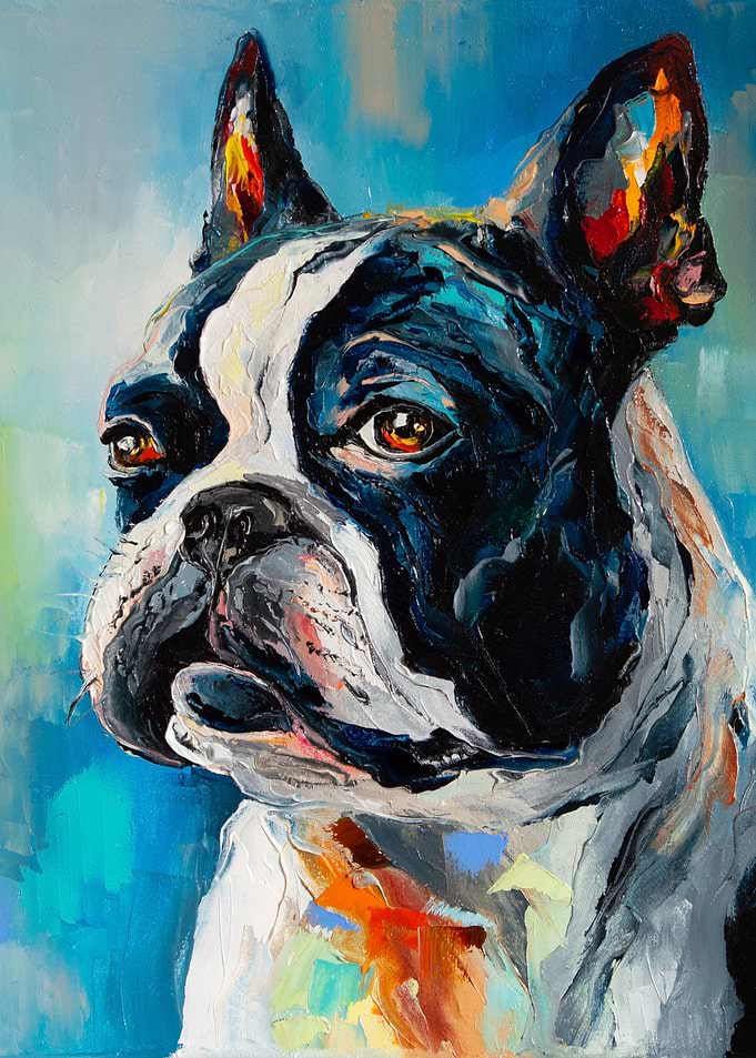 Boston Terrier