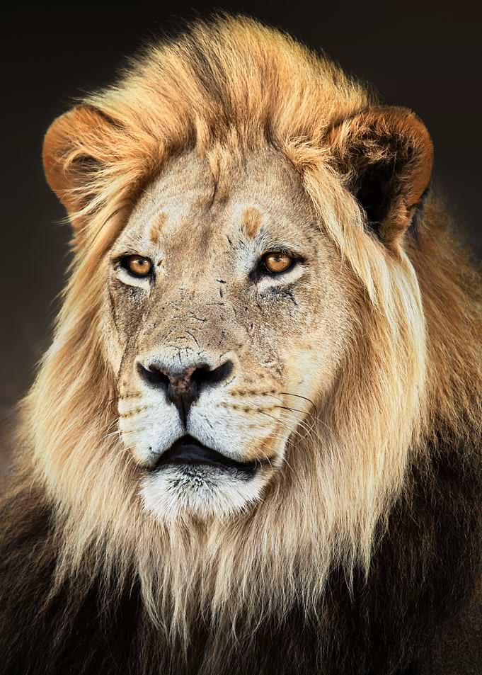 Lion with Dreadlocks