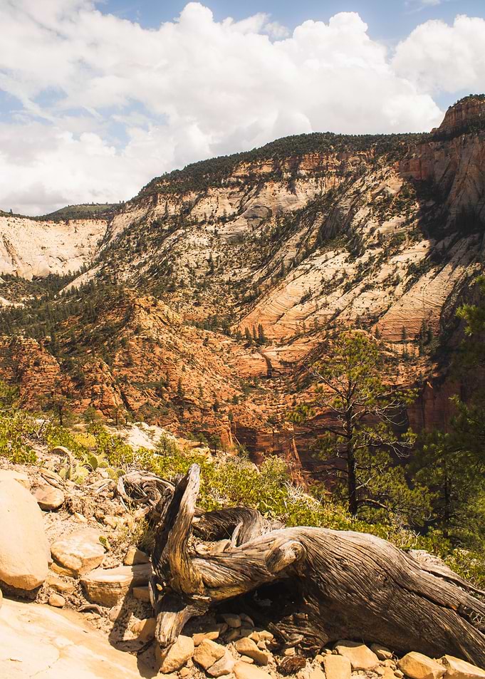 Canyon Driftwood