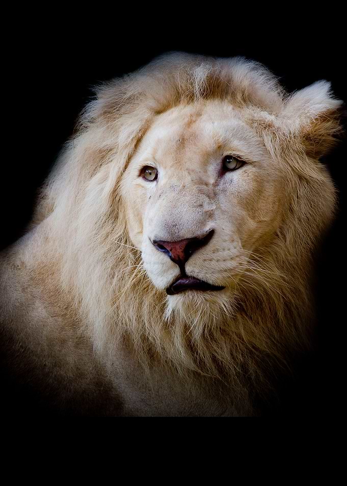 Black Lion Rampant