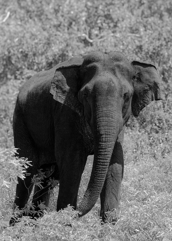 Mighty Savannah Elephant