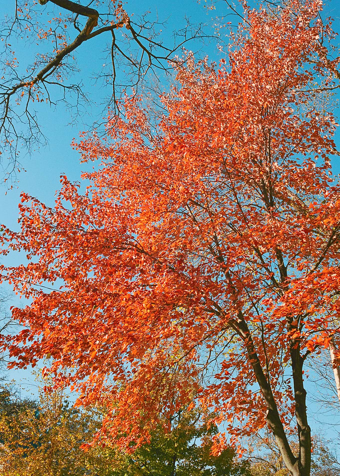Fall Colors Photography