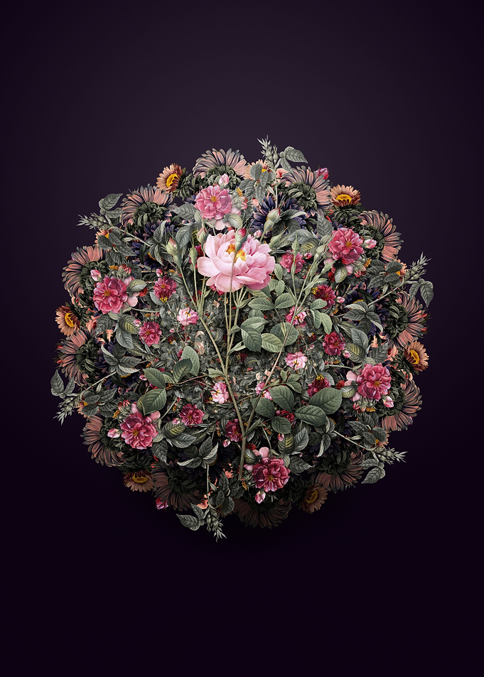 Anemone Sweetbriar Rose