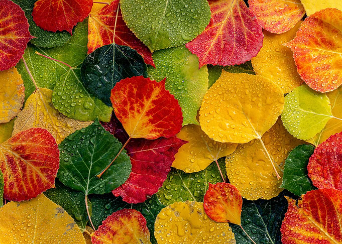 Autumn Aspen tree leaves