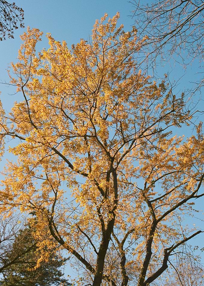 Fall Colors Autumn Photo