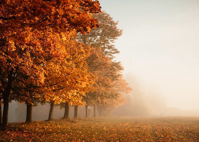 Autumn misty forest