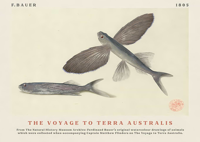 Flying Fish