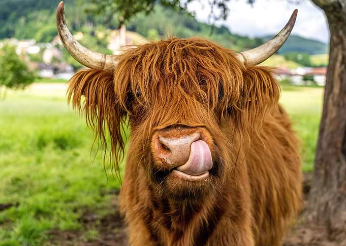 Cute Higland Cattle