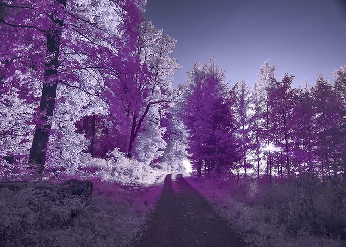 Purple landscape