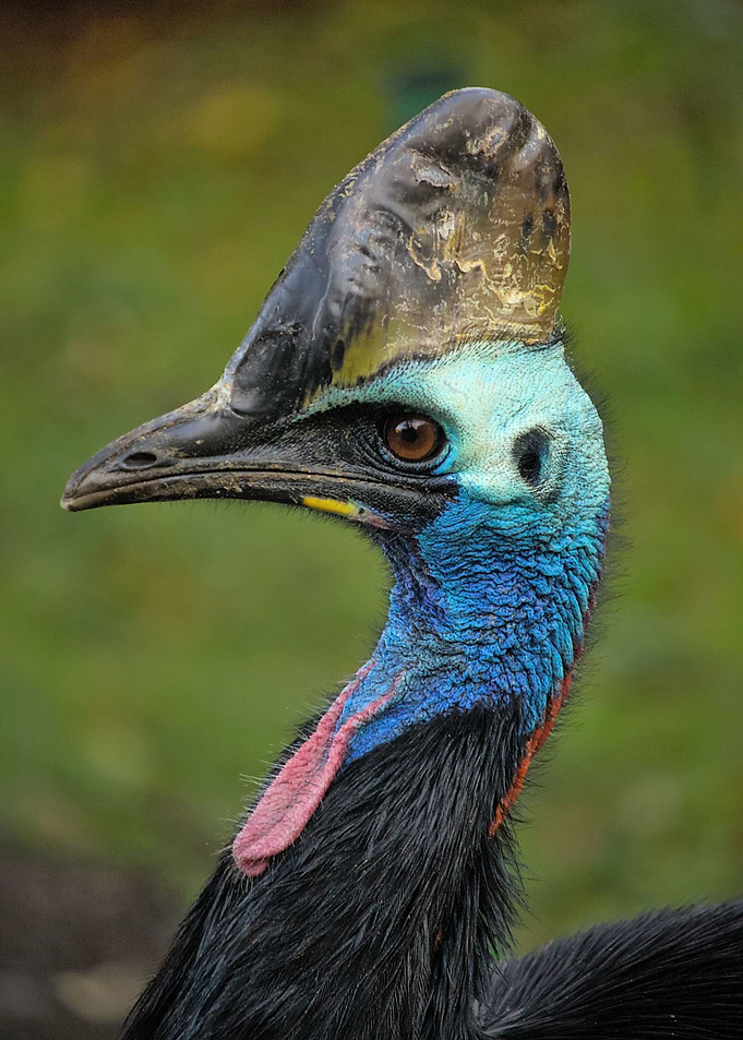 Cassowary