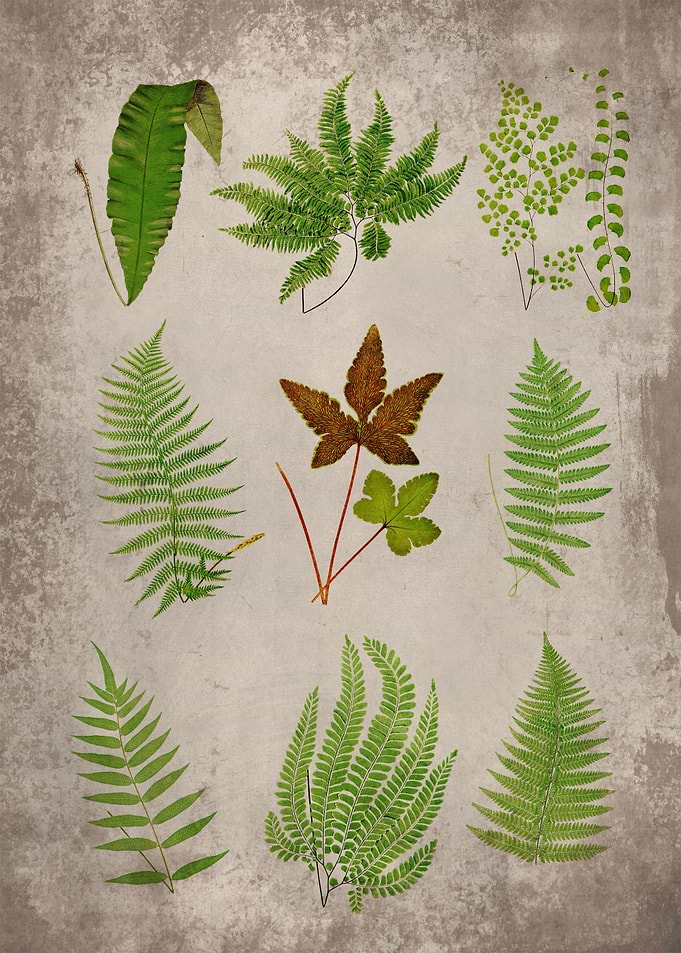 Fern Plant