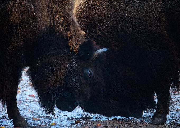 Bison