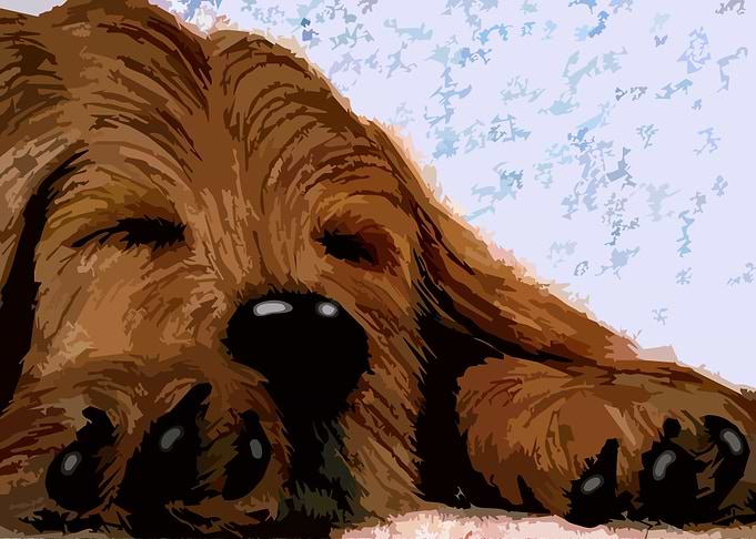 Sleeping Dog