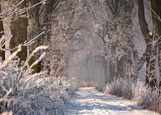 Winter morning