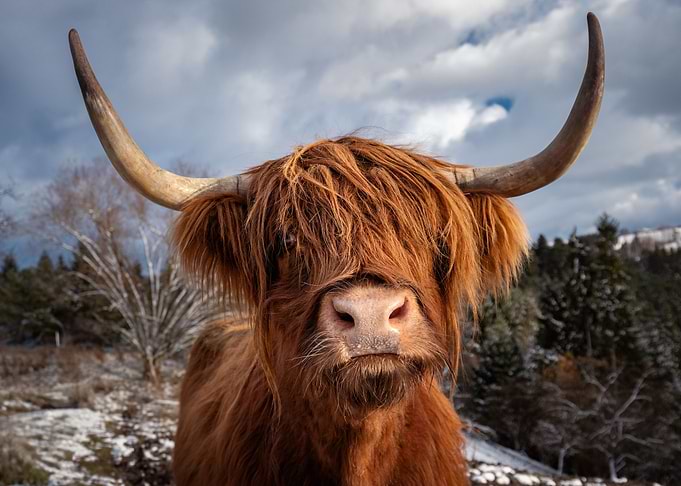 Scottish highland cattle