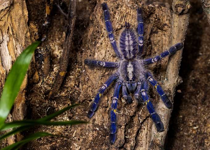 Poeci metallica