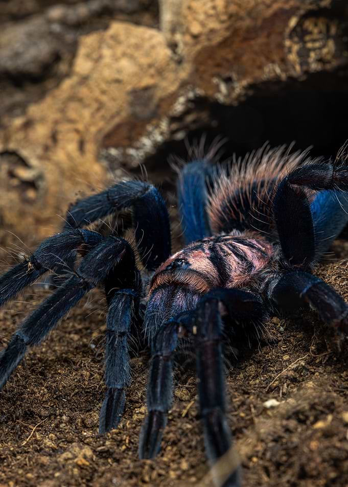X immanis sp blue
