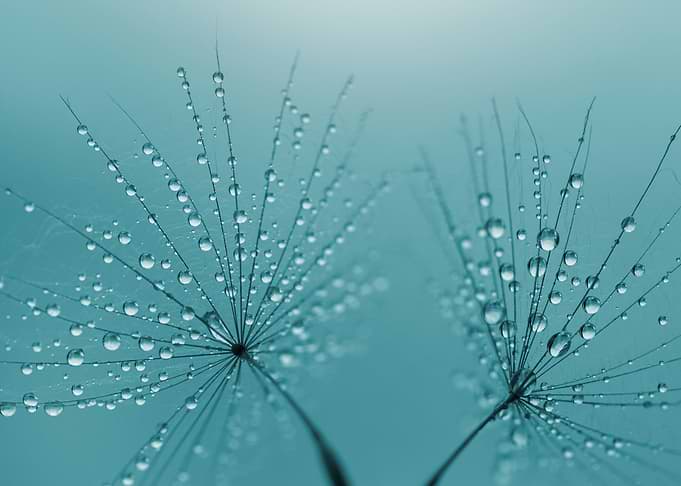 Dandelions